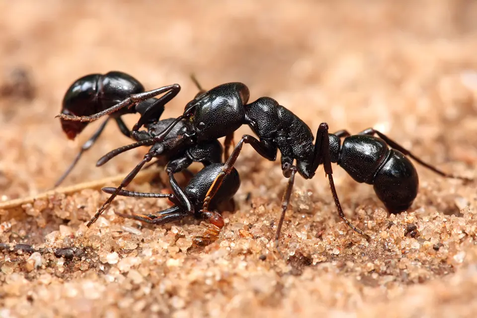 (Ants)