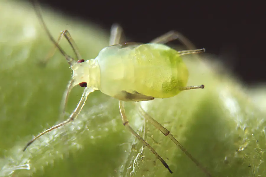 (Aphids)