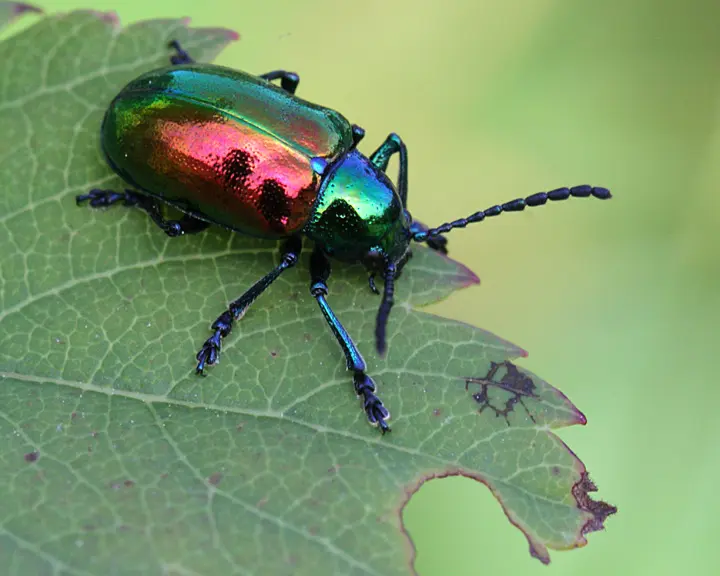(Beetles)