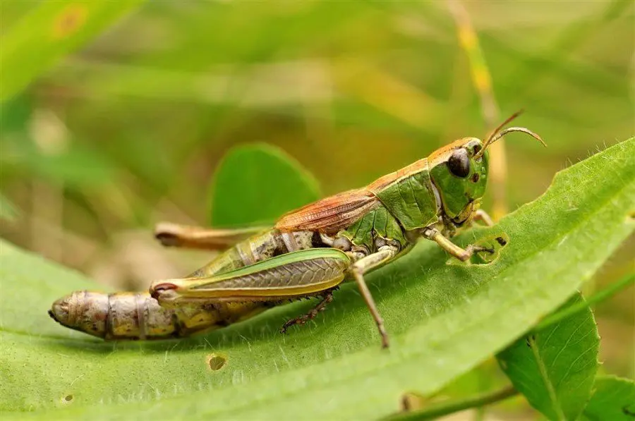 (Grasshoppers)