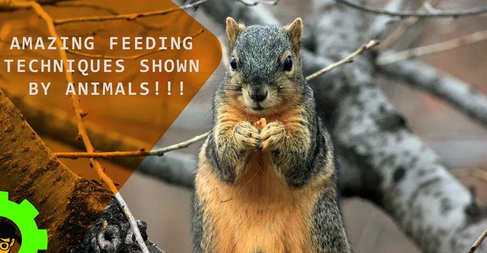 Amazing Feeding Techniques Shown By Animals!!! 