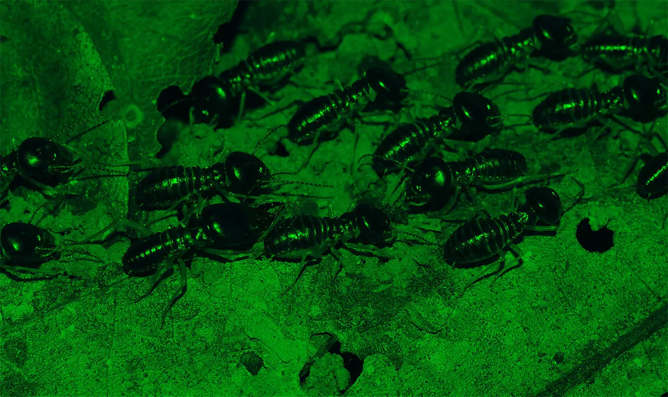 Termites – The Secrets of Nature