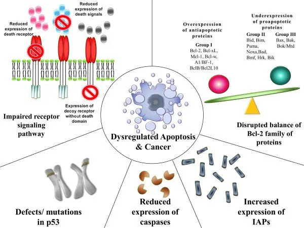 Mechanisms contributing to evasion of apoptosis and carcinogenesis