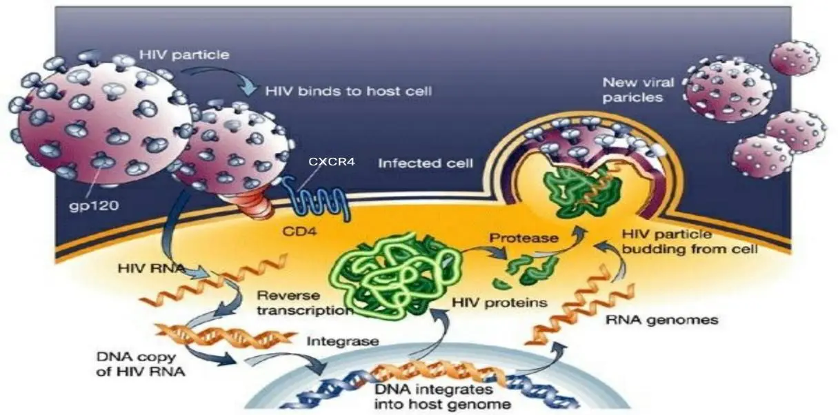 HIV life cycle