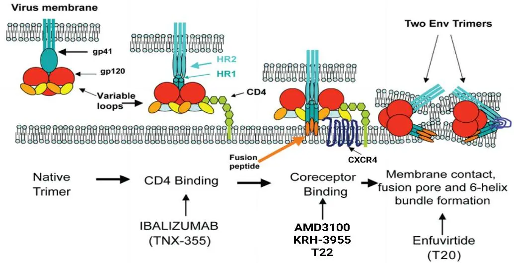 Therapeutic opportunities for inhibition of HIV-1 entry
