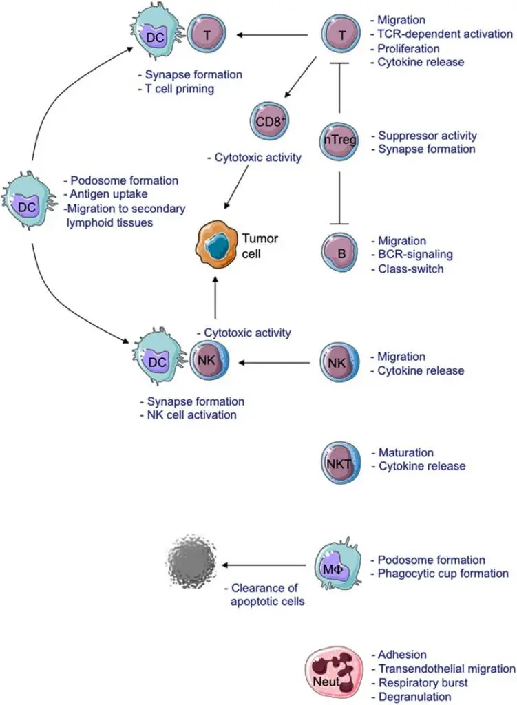 Schematic view of cellular defects described in WAS-deficient immune cells