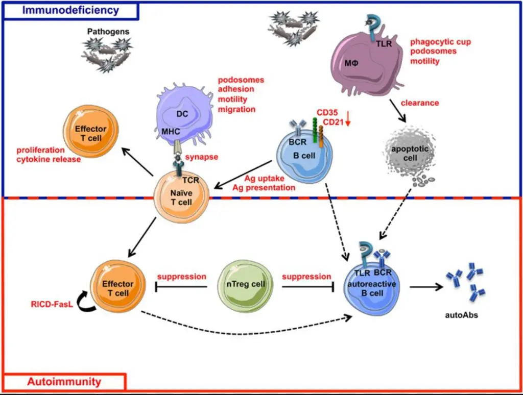 Schematic view of immunodeficiency
