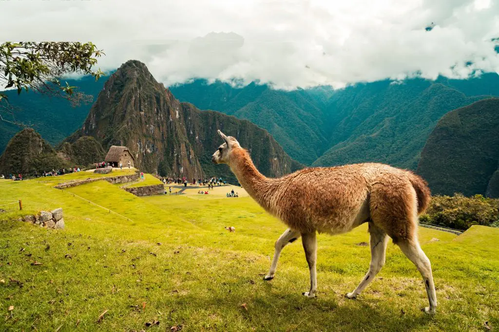 Aguas Calientes, Peru: Lama in a Village for Hiking