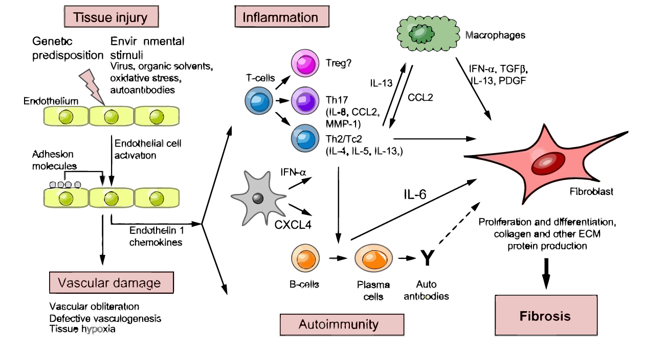 Pathogenesis of SSc
