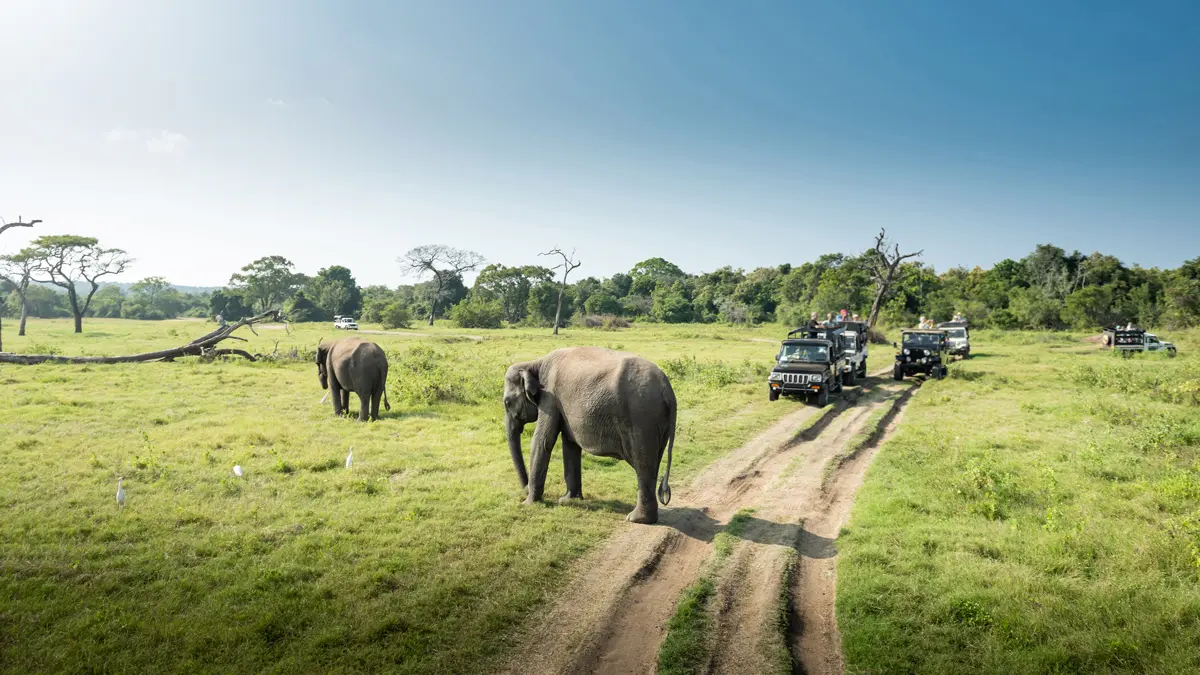 Places to See Elephants in Sri Lanka