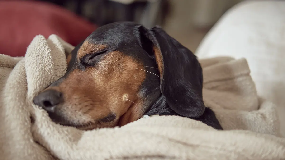 Help Your Dog Sleep Soundly Every Night