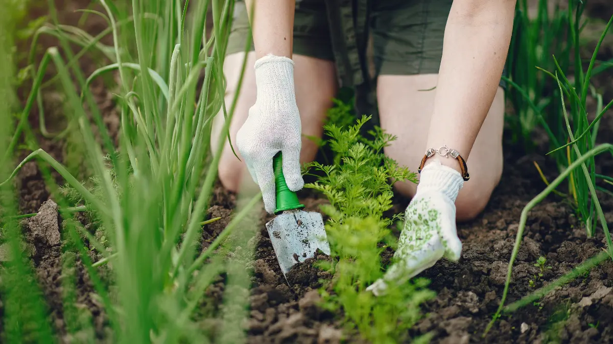 Common Gardening Mistakes You Might Want to Avoid