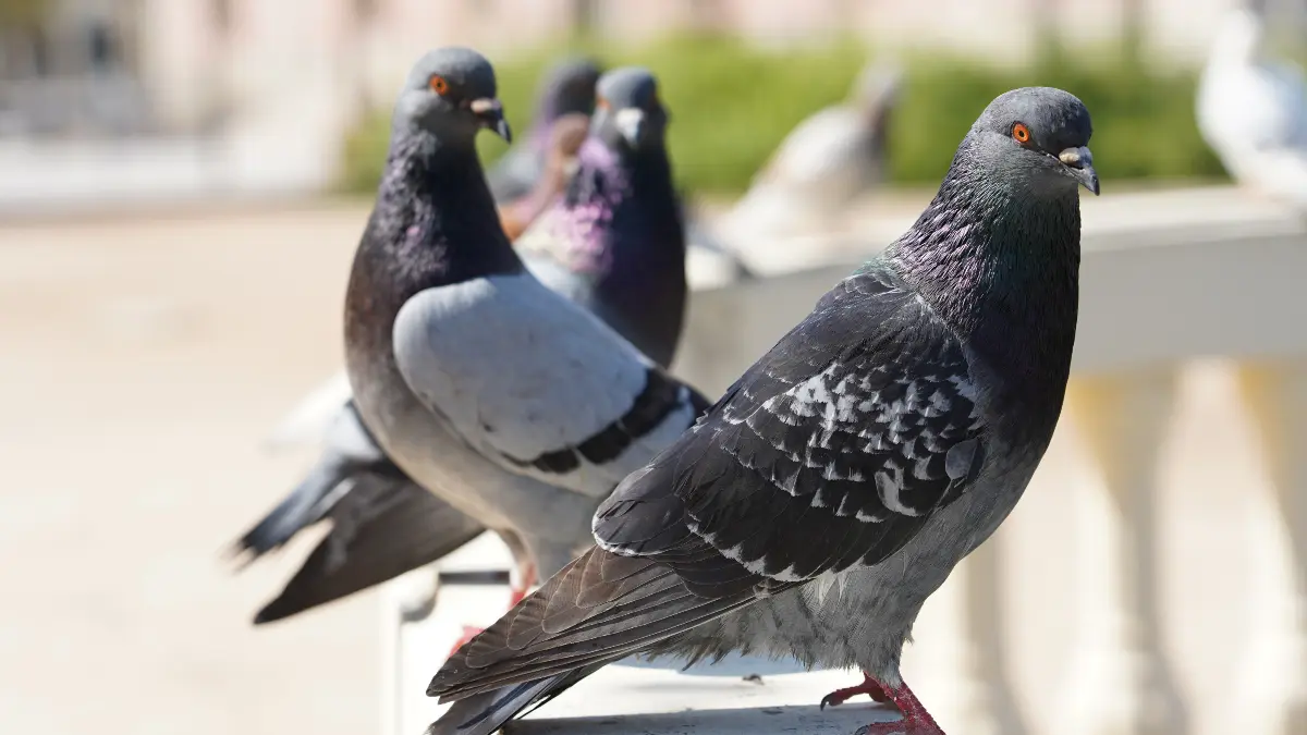 How to Assess Your Pigeon's Flight Performance