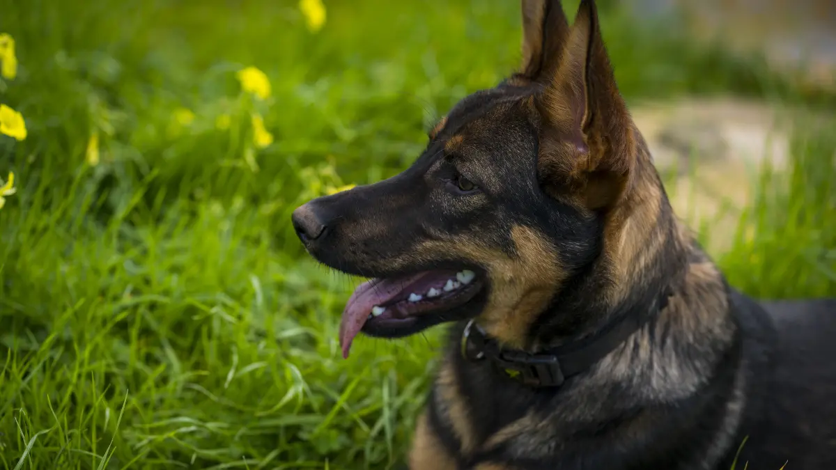 How Old Should a German Shepherd Be to Use a Shock Collar?