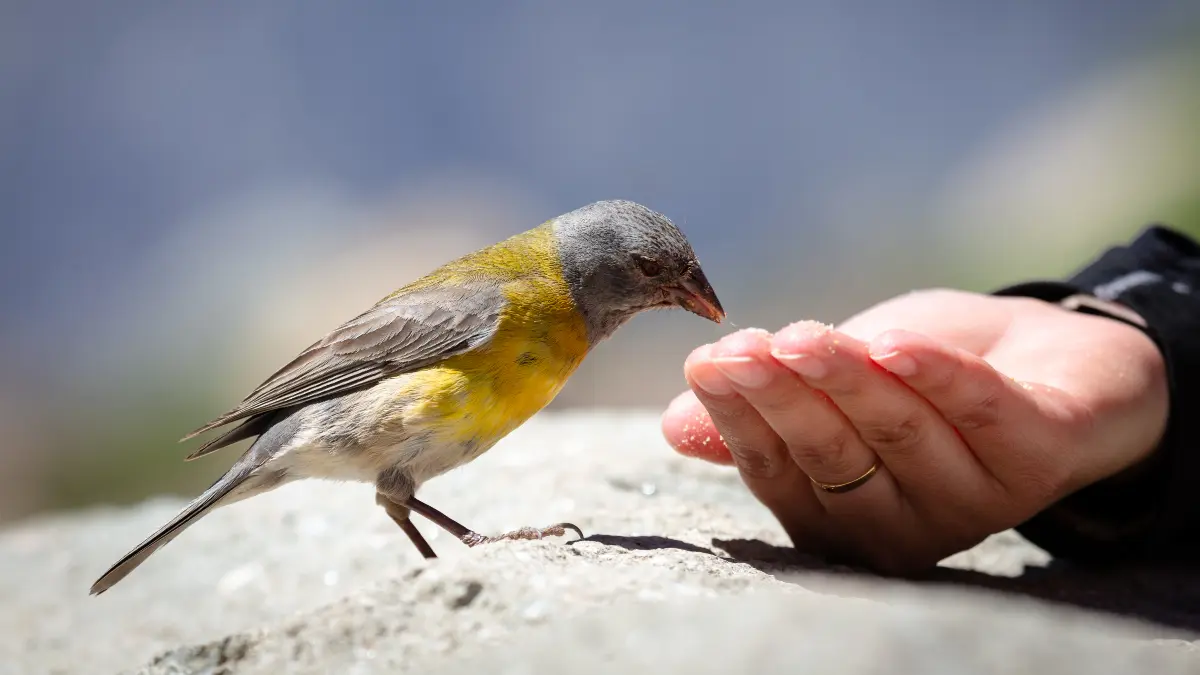 Bird Food: Popular Seed Mixes for the Nutritional Needs of Birds