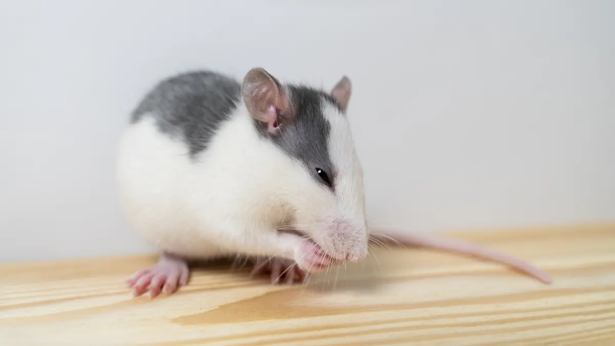 Rats in the Restaurant: What to Do If You Face This Problem