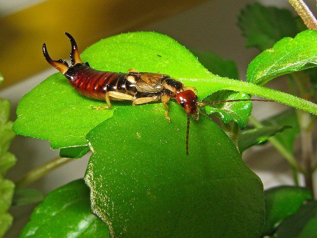 (Earwigs)
