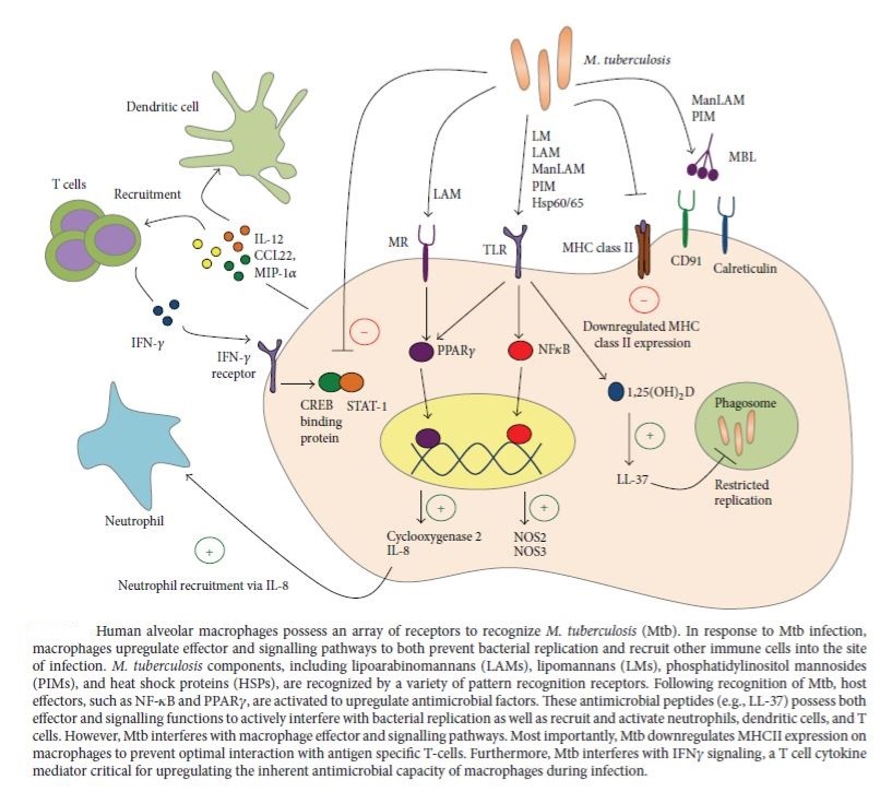 Figure 2: Immune response of alveolar macrophages against Mycobacterium tuberculosis (Sia, Georgieva and Rengarajan, 2015)