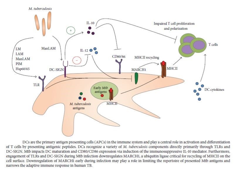 Figure 3: Immune response of dendritic cells against Mycobacterium tuberculosis (Sia, Georgieva and Rengarajan, 2015)