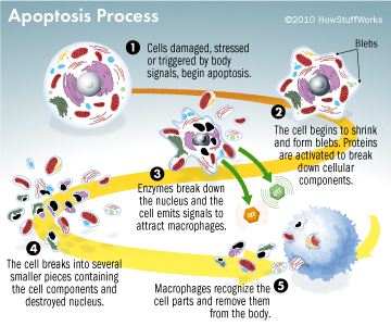 Apoptosis Process