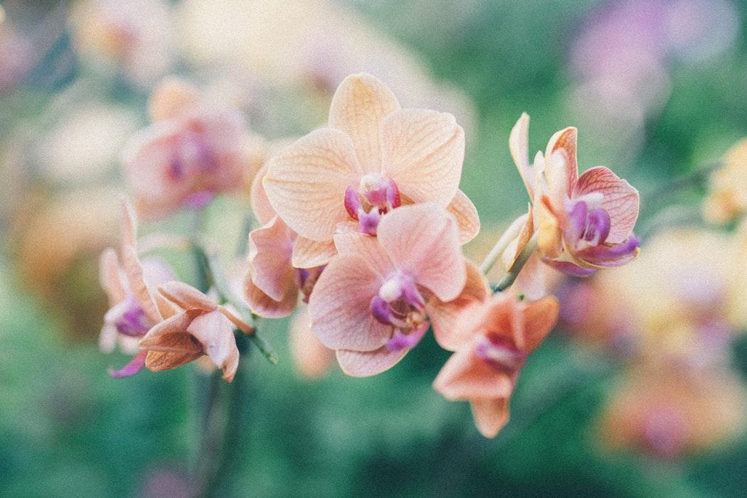 Orchids