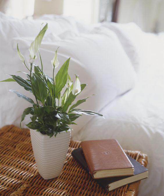 PEACE LILY