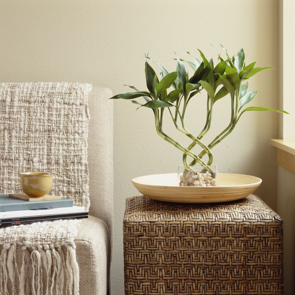 THE LUCKY BAMBOO PLANT