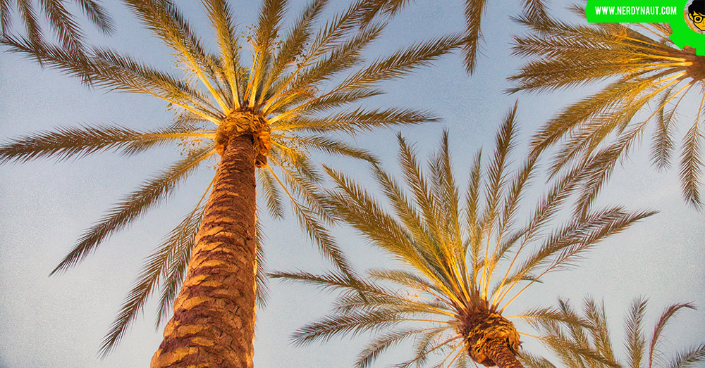 trees in san ramon