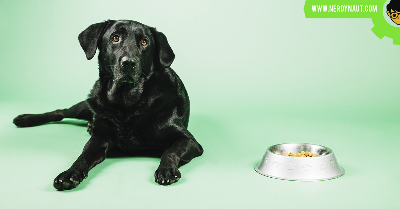 How to keep the dog from eating cat food