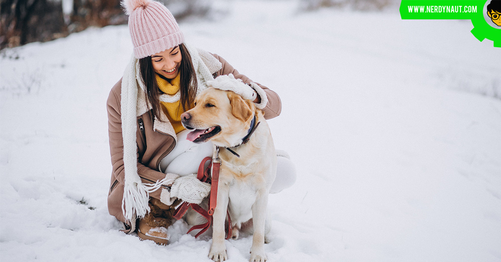 10 Easy Steps For A Safe Journey With Your Dog When There Is Rain And Snow