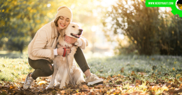 How to Use the PetSafe Wireless Fence in Five Easy Step