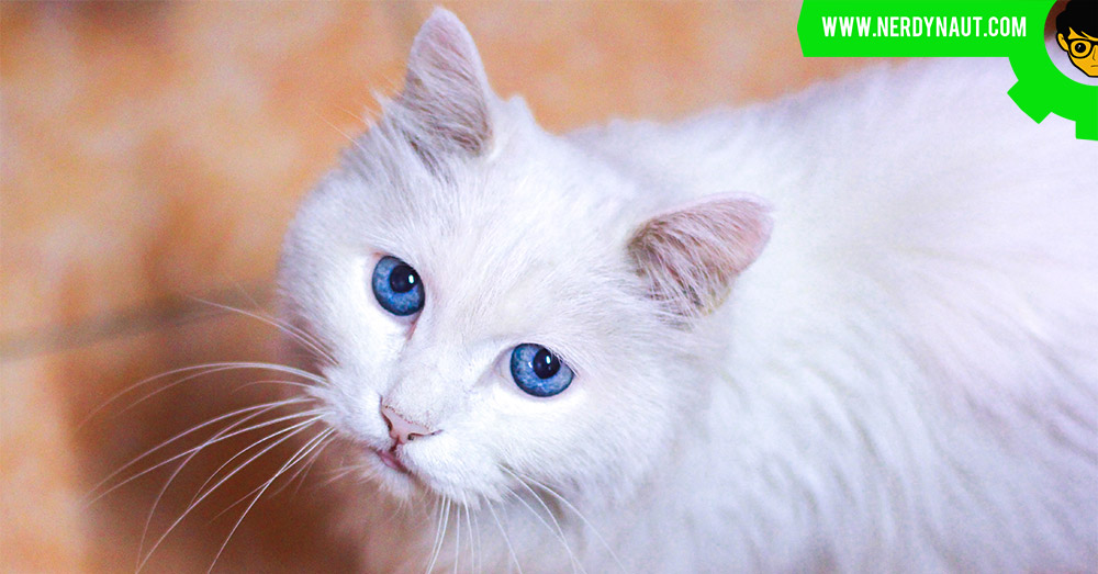 white cat