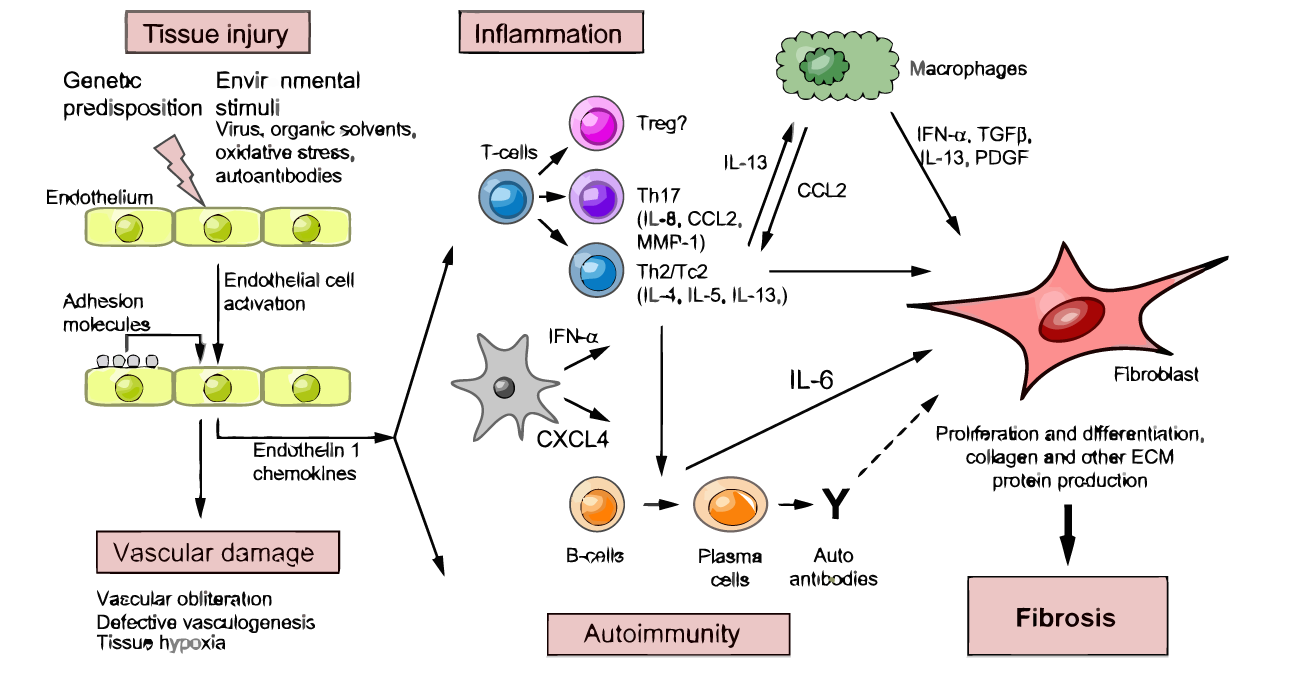 Pathogenesis of SSc