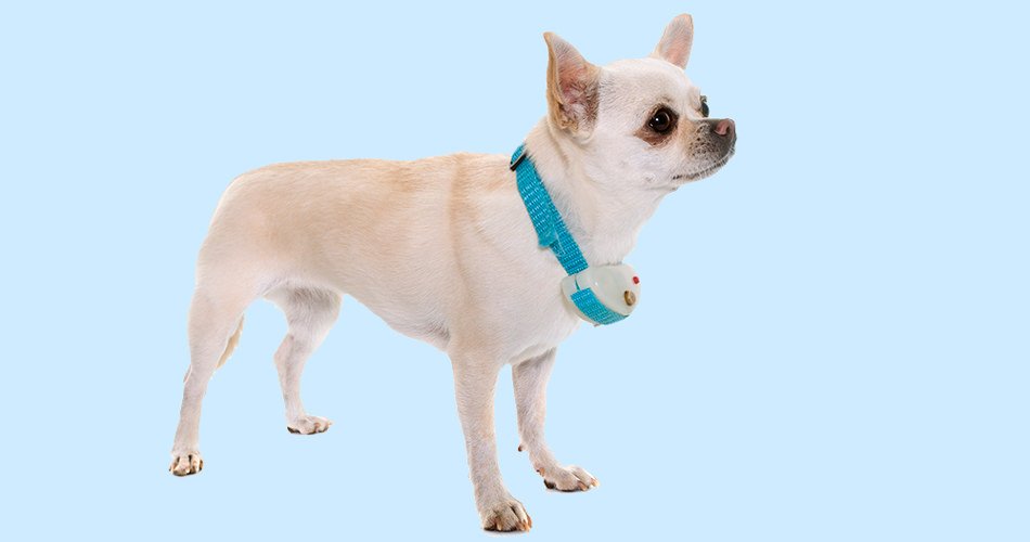 A dog with a shock collar