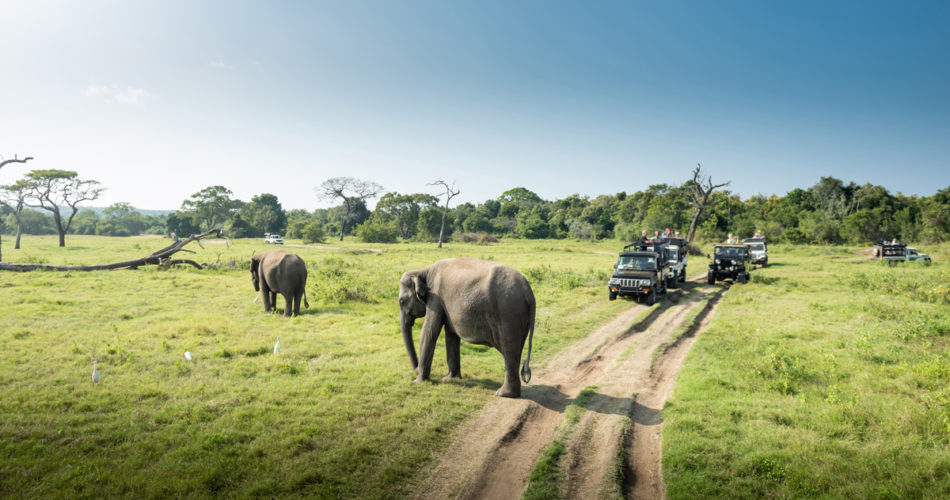 Places to See Elephants in Sri Lanka