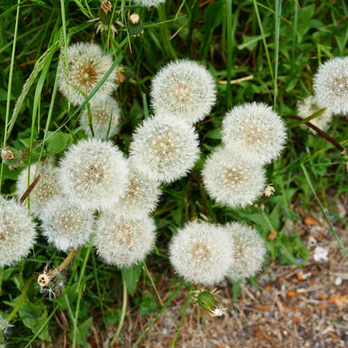 Dandelions for Cats