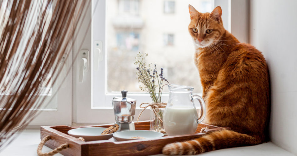 Food For Your Adult Cat