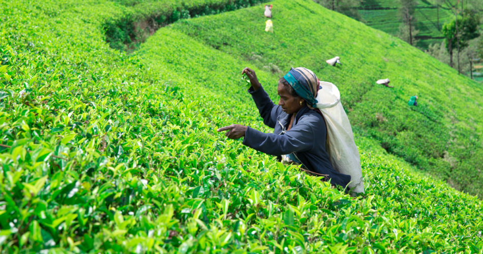 Tea Pluckers in Sri Lanka