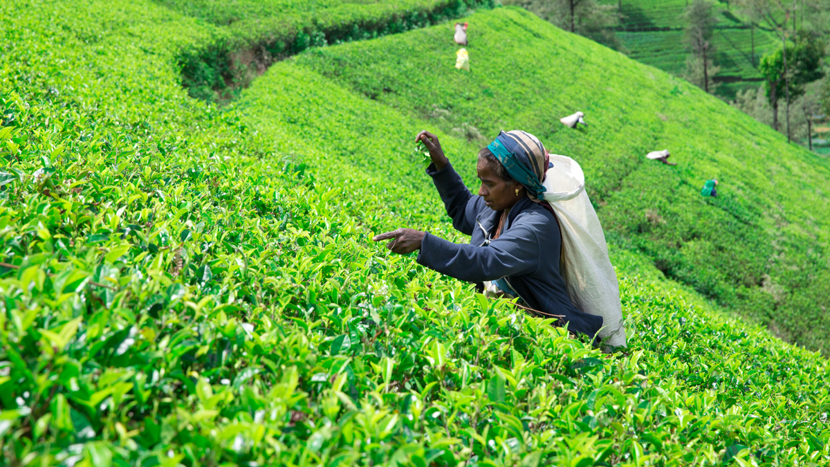 Tea Pluckers in Sri Lanka