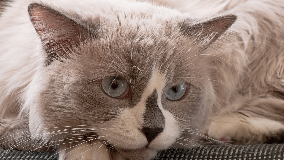 Ragdoll Cat