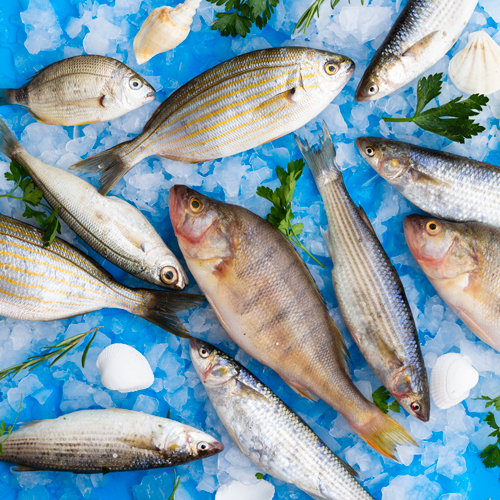 Fish for Cats