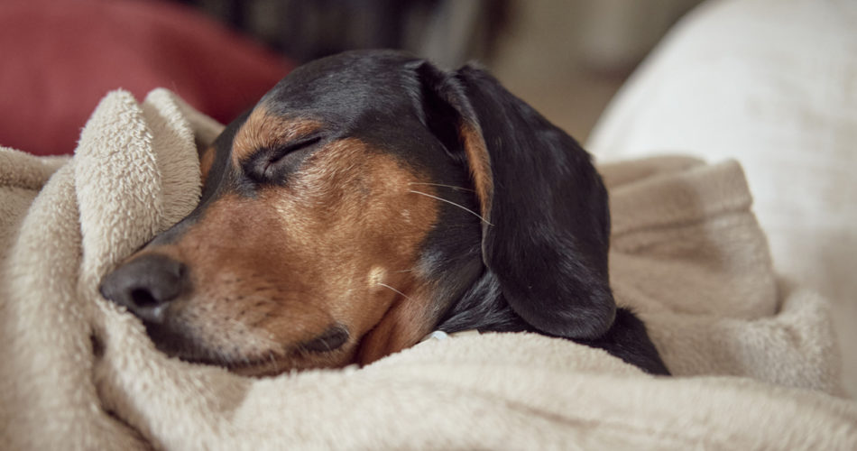 Help Your Dog Sleep Soundly Every Night