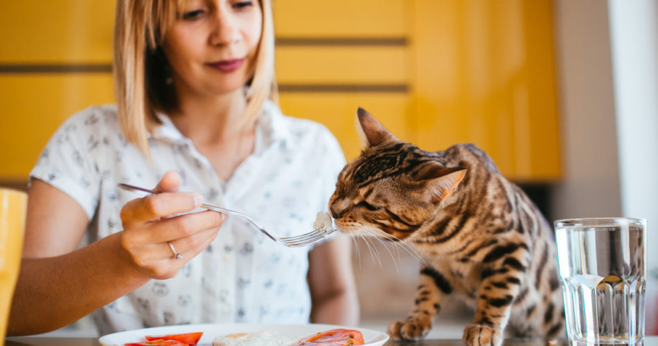 Problems Feeding Your Feline