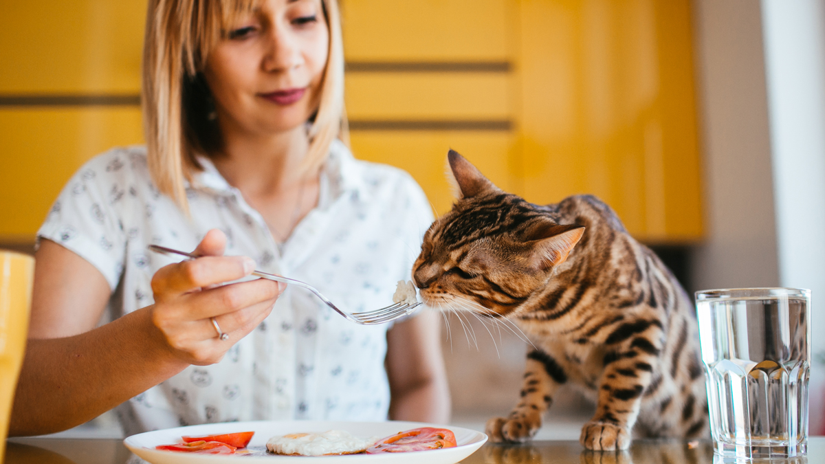 Problems Feeding Your Feline