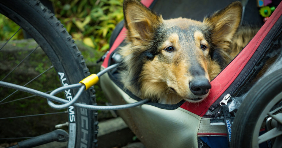 Cycle Safely With Your Dog