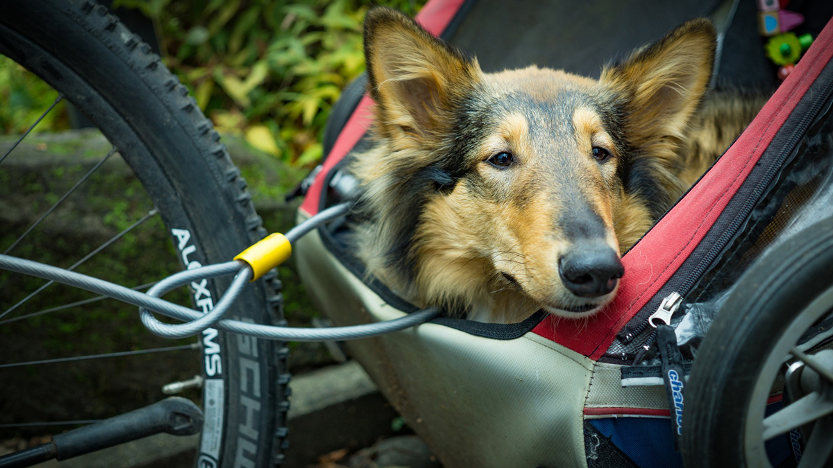 Cycle Safely With Your Dog