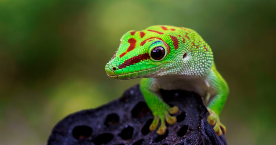 Pet Lizard Care