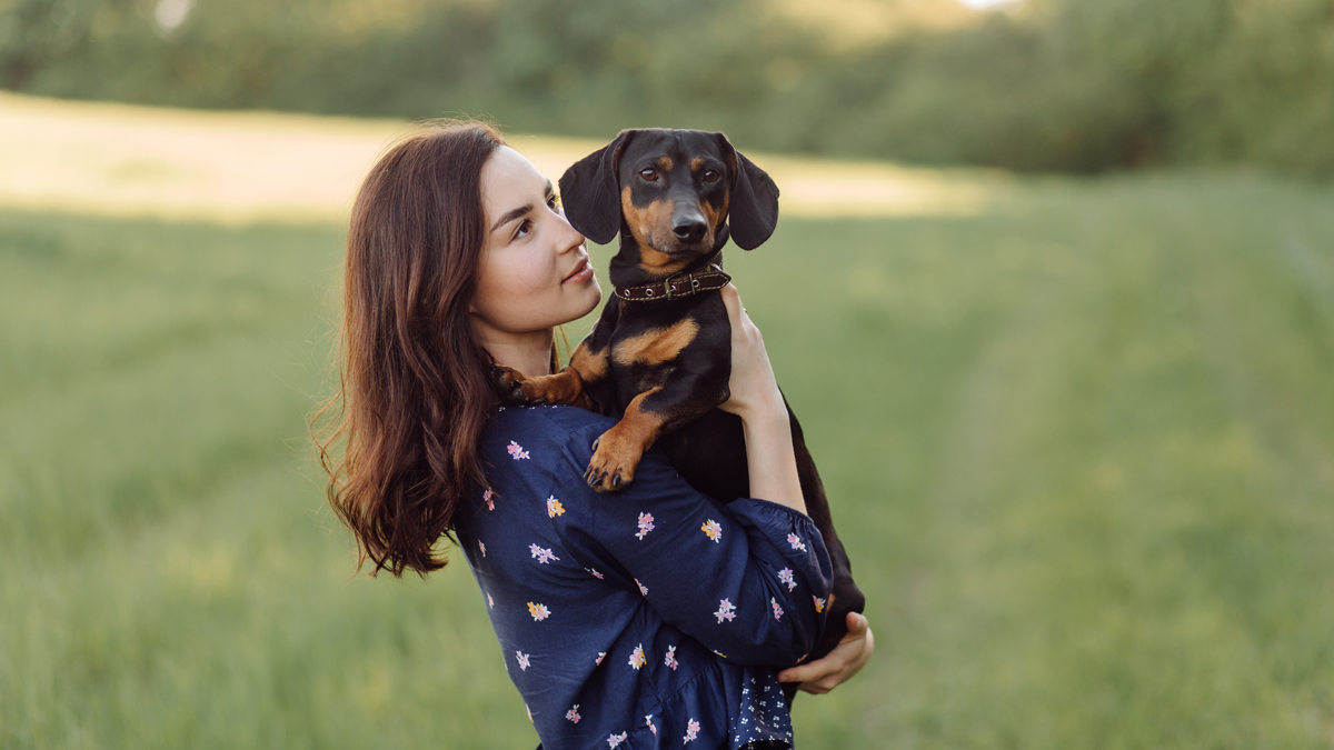 All You Need to Know About ECollar Training Nerdynaut