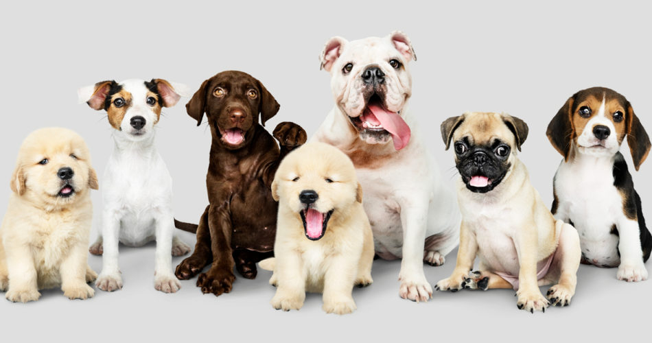 The Best Dog Breeds
