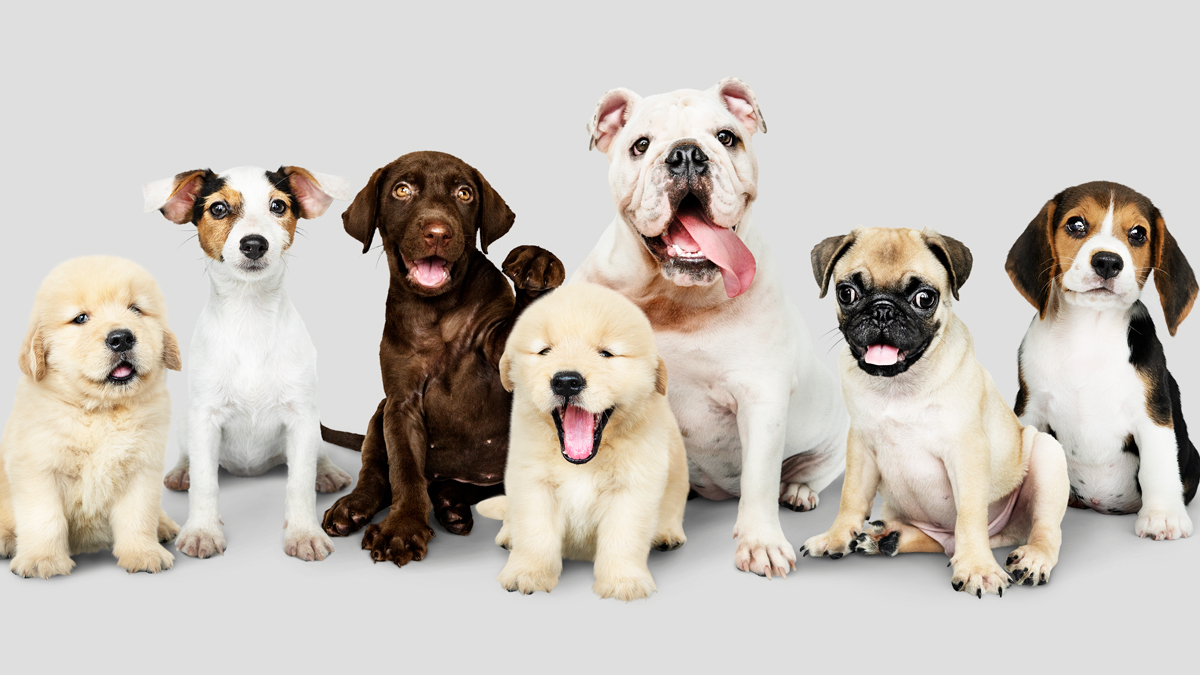 The Best Dog Breeds